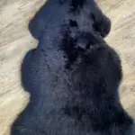 Dekorations und Sitz Fell Merino stylisch schwarz