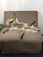 Rotfuchsfell mit Klauen und Schweif - natürlich schön – Bild 3