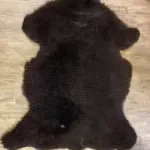 MEGA Fell - Merino Bock big brown bear